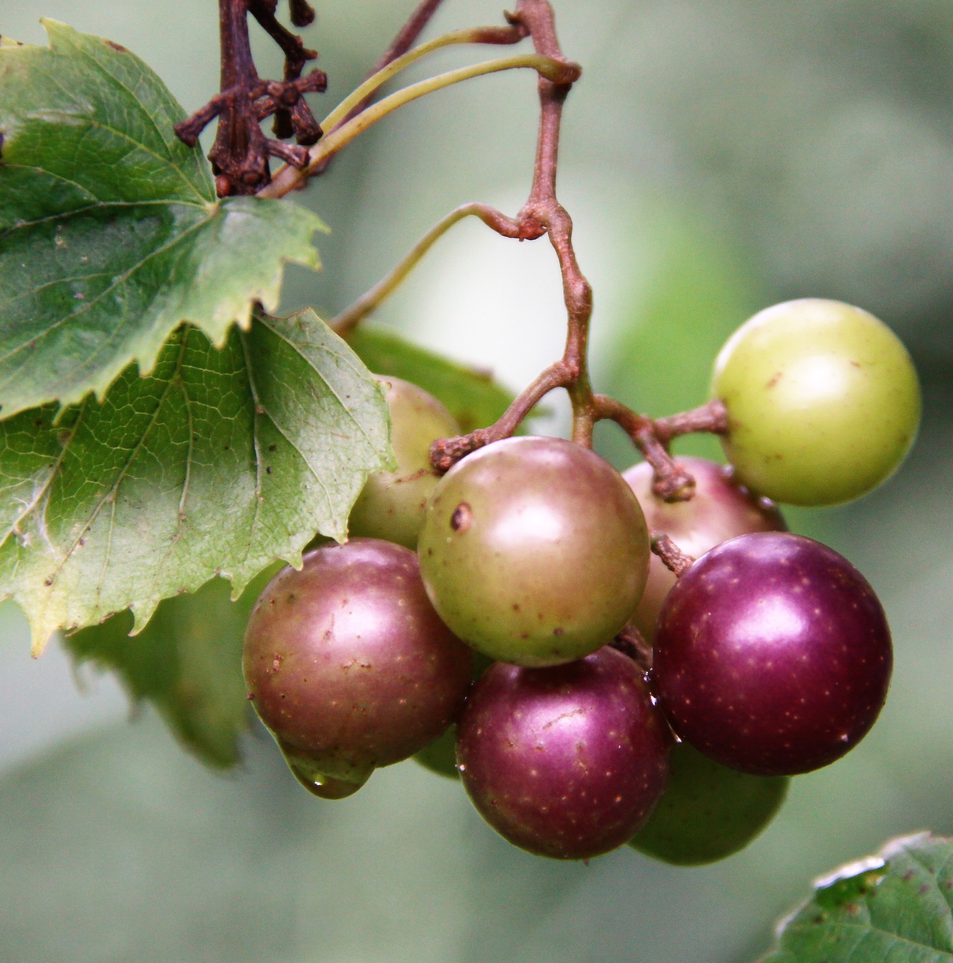 Presenting GRAPE MUFFINS (?!)- thanks to Florida Summer Fruit!